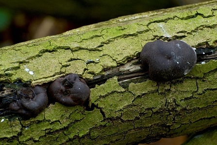 Cramp Balls (King Alfred's Cakes) on a tree