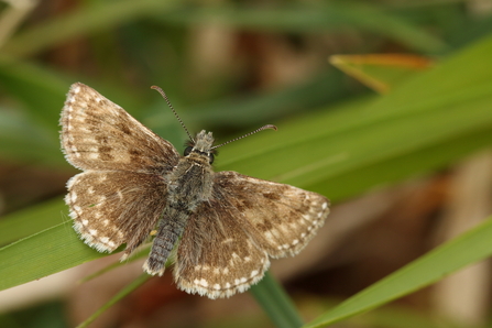 Dingy Skipper Butterfly (Erynnis tages) close up picture