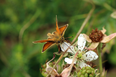 Essek Skipper on a flower