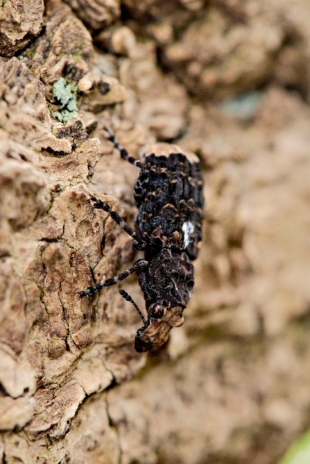 A scarce fungus weevil on a tree