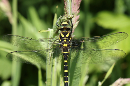 Golden ringed dragonfly perched on a leaf