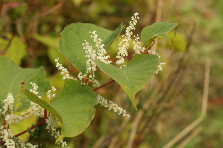 Close up of Japanese Knotweed (Fallopia japonica)