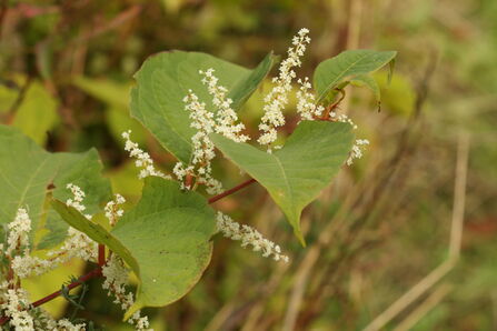 Invasive Species Management | Derbyshire Wildlife Trust