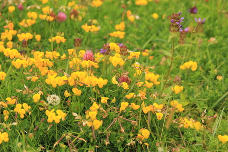 Bird’s foot trefoil  in Crich Chase meadows