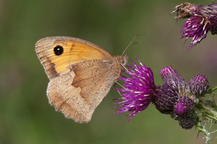 Meadow Brown Butterfly (Maniola jurtina) on a flower taken by Vaughn Matthews