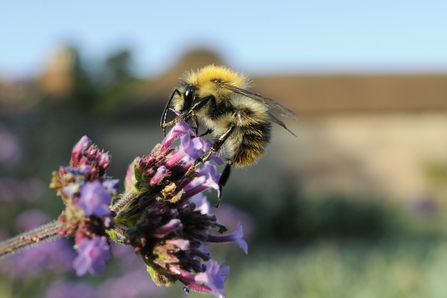 Common Carder Bumblebee on a flower