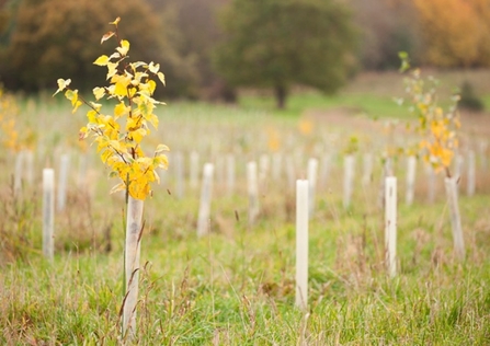 Young trees planted with tree guards around them