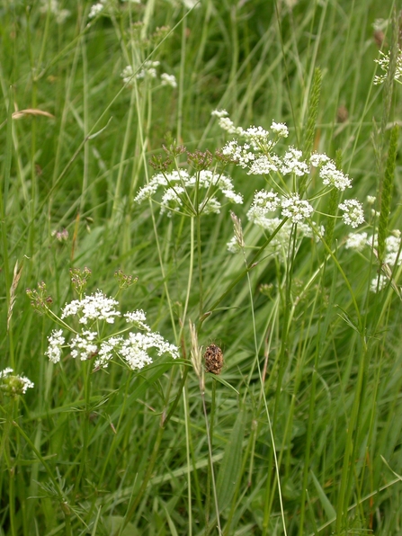 Pignut (Conopodium majus) taken by Philip Precey