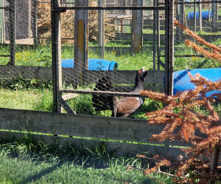 black grouse inside a pen