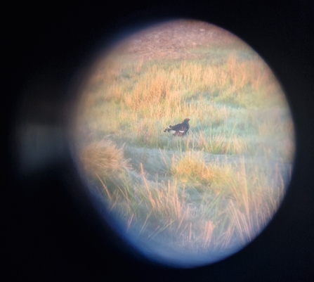 Black Grouse on welsh moorland
