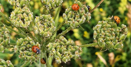 Ladybirds feeding on aphids on dying flowerheads