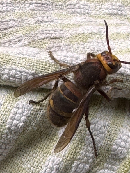 A European Hornet resting on a towel