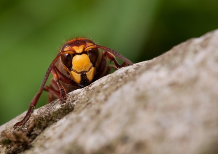 European hornet close up of face