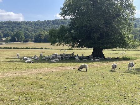 sheep sheltering in the shade under a tree in a field