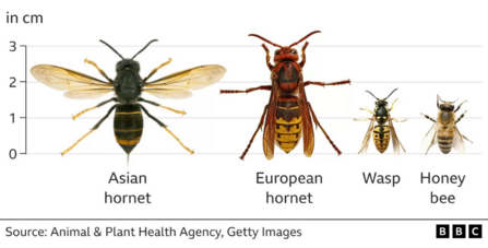 A size comparison graphic or asian hornet, european hornet, wasp, and honet bee