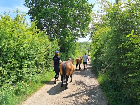 the backs of two people leading ponies down a path