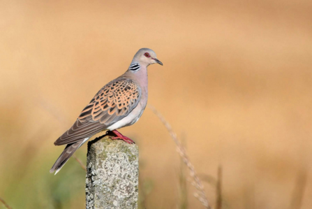 Turtle dove standing on a concrete post