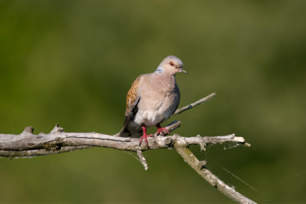 Turtle dove standing on a tree branch