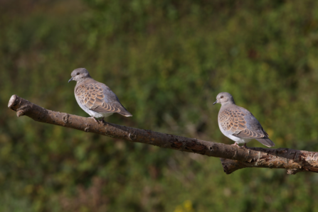 Two turtle doves perched on a branch