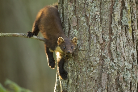 Species Reintroductions