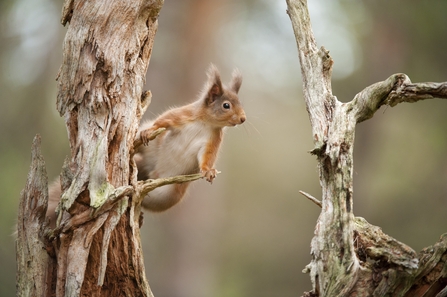 Squirrel