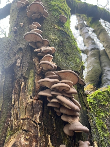 Fungi