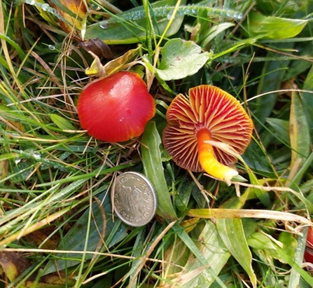 Fungi