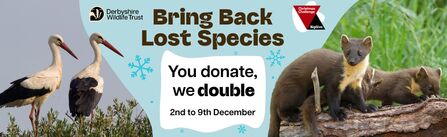 Two white stork and two pine martens feature to help raise funds for a species reintroduction programme