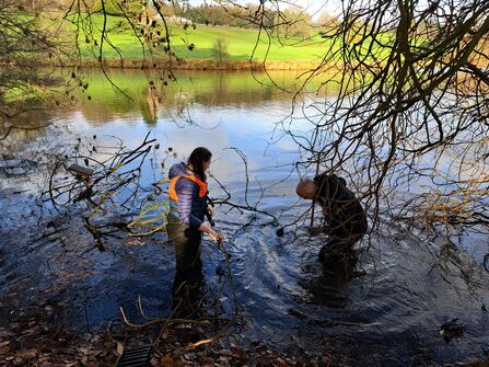 crayfish translocation