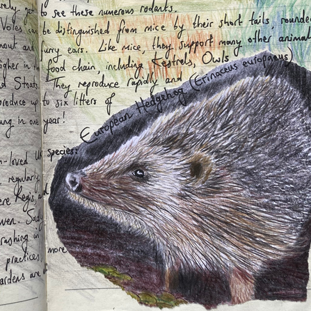 Wildlife Journal