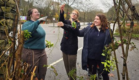 Three women pruning rose bushes outdoors in front of a stone and wire mesh structure, using pruning shears and holding branches with red berries. They are wearing sweaters, coats, and glasses, and are working on a cloudy day.