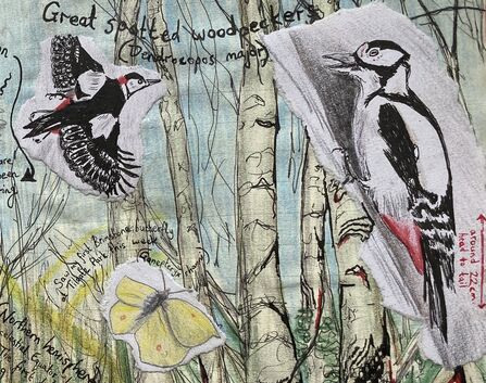Mixed-media artwork depicting a Great Spotted Woodpecker (Dendrocopos major) in flight and perched on a tree, collaged onto a watercolor and ink background with birch tree trunks, along with a yellow Brimstone butterfly. The image is annotated with handwritten text and measurements.