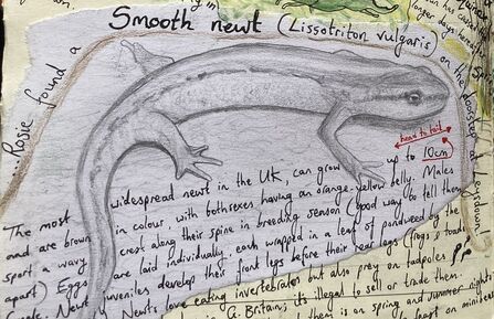 Pencil sketch of a smooth newt (Lissotriton vulgaris) in profile, labeled "Smooth newt," and a size indication of "up to 10cm." The sketch is surrounded by handwritten notes describing characteristics of the newt, including its widespread nature in the UK, its color and orange-yellow belly, and its breeding habits. The newt sketch is set against a textured, light gray paper with handwriting in black ink and is surrounded by more text.
