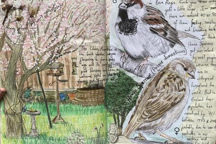 A detailed hand-drawn journal spread featuring illustrations and handwritten notes. The left page showcases a blooming cherry plum tree, a bird feeder, a bird bath, and other garden elements. The right page features detailed drawings of house sparrows, with accompanying text discussing their prevalence and population decline, including information on the species' scientific name, Passer domesticus.