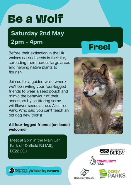 Poster promoting a free guided walk on Saturday, May 2nd from 2-4 pm to mimic wolf behavior by scattering wildflower seeds with dogs in Allestree Park, featuring a photo of a wolf.
