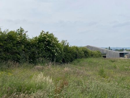 A large wooden farm building with a sloped roof set behind a thick green hedgerow with white flowers, in a field of tall grasses under an overcast sky.