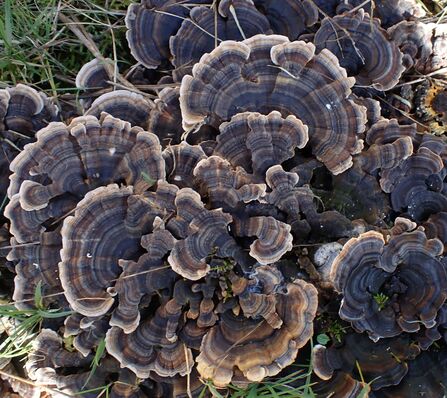 Turkeytail