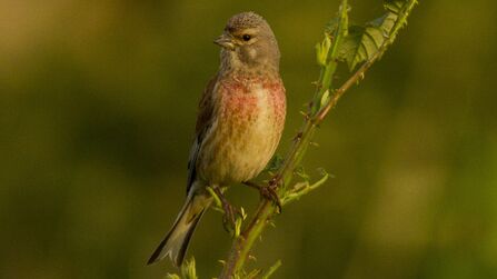 A male linnet bird with a speckled reddish-pink breast and gray head perches on a thorny green stem, with a blurred green background.