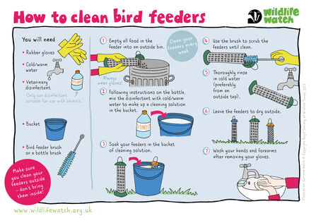 An activity sheet explaining how to clean bird feeders, using veterinary disinfectants and ensuring that gloves are always used