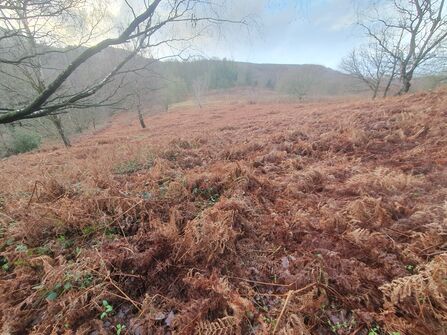 bracken