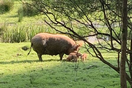 pig and piglets