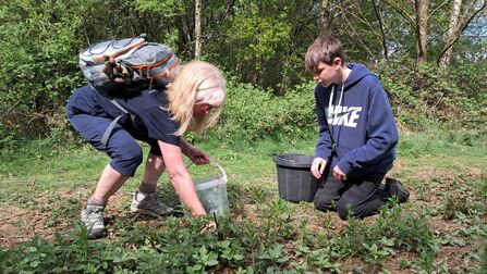 A person wearing a backpack crouches down to collect plants in a bucket while a young person kneels nearby with a bucket.