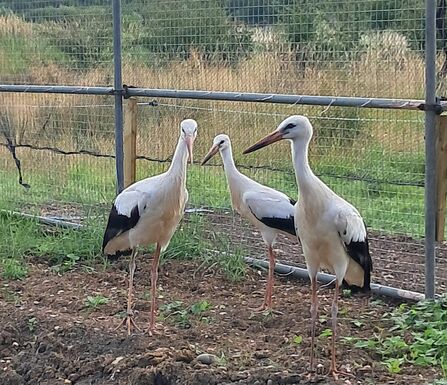 3 storks