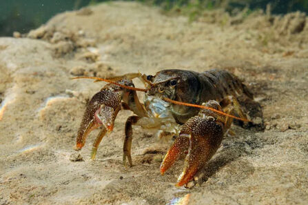 A white-clawed crayfish with prominent claws stands on a sandy lakebed.