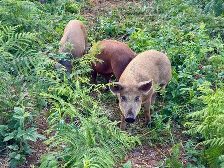 pigs at lea wood