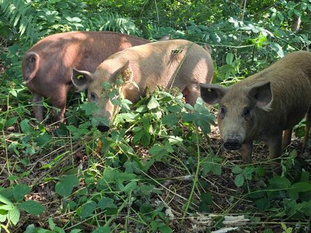 pigs at lea wood