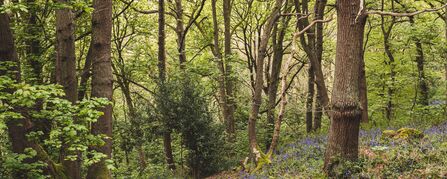 A dense forest scene with tall trees and lush green foliage, with a carpet of bluebells covering the forest floor.