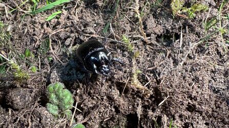 A glossy black beetle rests on dark soil, surrounded by dry grass, moss, and green plant shoots.