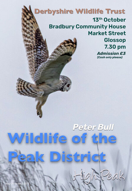 Poster for Derbyshire Wildlife Trust featuring a short-eared owl in flight, advertising a talk on "Wildlife of the Peak District" by Peter Bull on October 13th at Bradbury Community House, Glossop, at 7.30 pm with £3 admission.