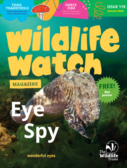 Wildlife Watch Magazine cover featuring a cuttlefish swimming underwater, with the text "Eye Spy" and "wonderful eyes" prominent.